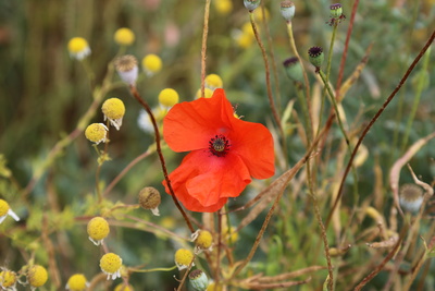 Mohnblume im Sommer Mohnblume im Sommer
