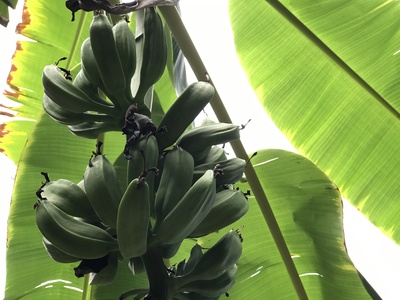 Bananen am Bananenbaum Bananen am Bananenbaum