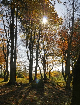 Oktoberwald im Sauerland