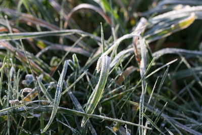 Eiskristalle auf dem Gras