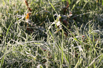 Eisiges Gras