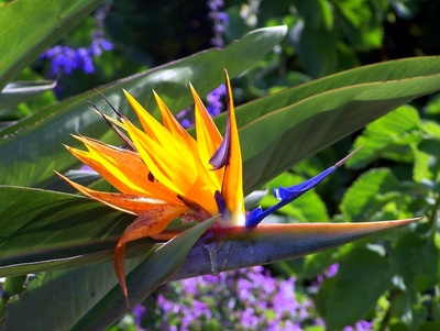 Paradiesvogelblumen-Blüte