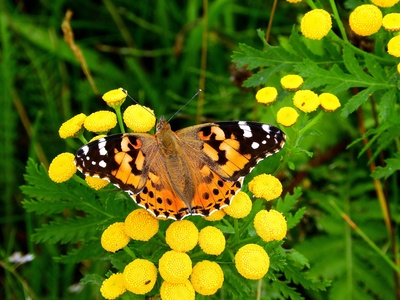 Schmetterling auf Rainfarn