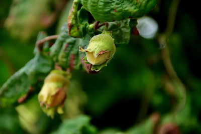 Haselnussblüte