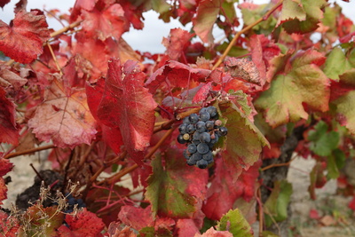 Herbstliche Weinstöcke