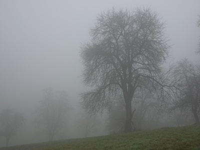Kahl gewordene Bäume im Nebel