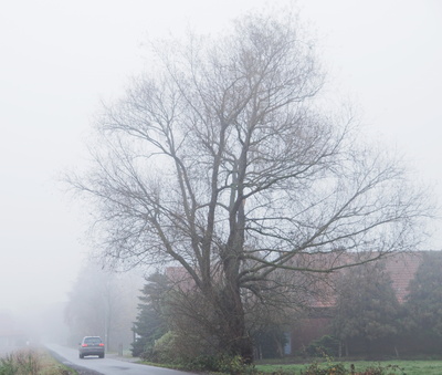 durch den nebel, auf dem weg zur arbeit