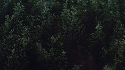 Schwarzwald bei Nacht Schwarzwald bei Nacht