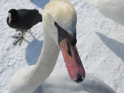 Mein lieber Schwan Mein lieber Schwan