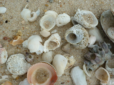 Verschiedene Muscheln an einem Strand in Thailand Verschiedene Muscheln an einem Strand in Thailand