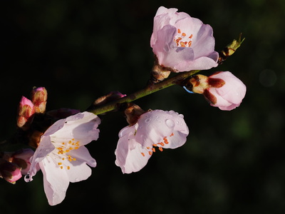 pfirsichblüte im morgenlicht 2