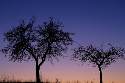 Alte Obstbäume im Sonnenuntergang