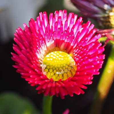 rote Blüte mit Wassertropfen