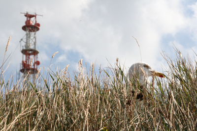 Möwe im Gras vor Funkturm auf Helgoland Möwe im Gras vor Funkturm auf Helgoland