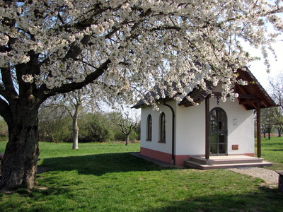 Kapelle neben blühendem Kirschbaum