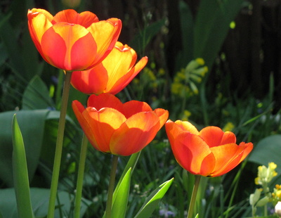Tulpen im Gegenlich