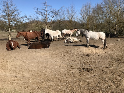 Pferde auf der Weide Pferde auf der Weide