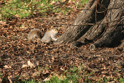 Ein Eichhörnchen an einem Baum / Foto: Alexander Hauk