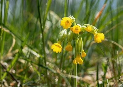 Versteckt im Gras