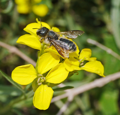 Biene auf gelben Blüten