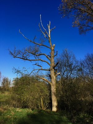 Baum im Biotop