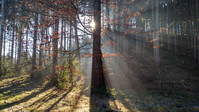 Morgenspaziergang im Wald mit wärmenden Sonnenstrahlen