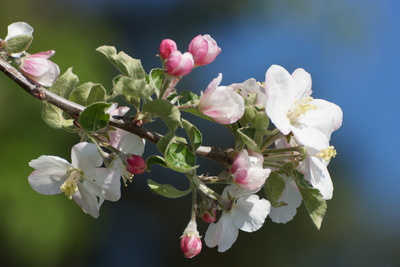 Apfelblüte