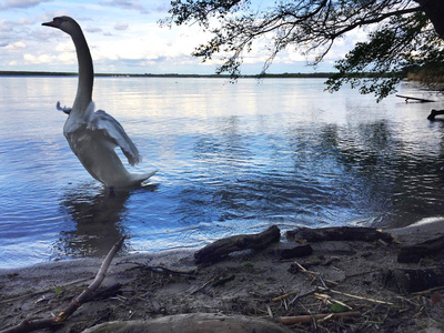 Mein lieber Schwan Mein lieber Schwan
