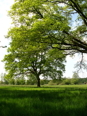 Eichenbäume in Maigrün