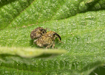 Gefleckter Brennnesselrüssler