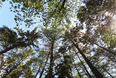 ein frühlingstag im wald