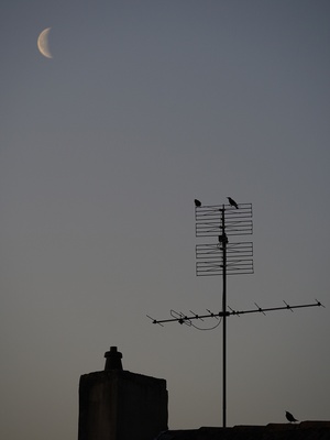 Antennengezwitscher am Morgen