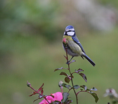 Blaumeise