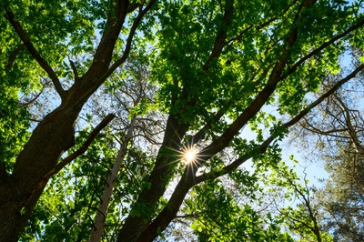 Sonne über den Wipfeln