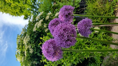 Allium Blüten violett MoAna
