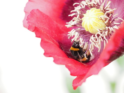 im pollenrausch