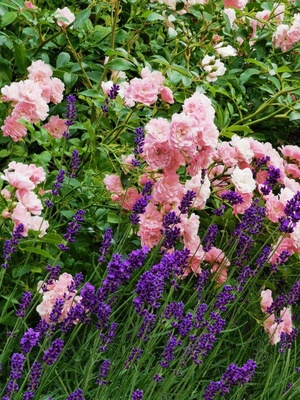 Pinke Rosen und Lavendel