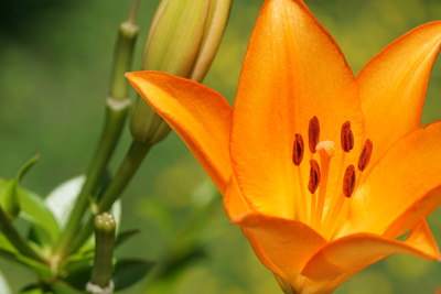 Lilie in orange