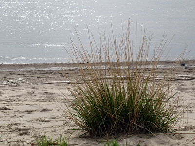 Strandgras vor der Elbe