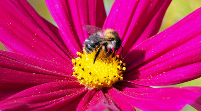 Wiesenhummel Wiesenhummel