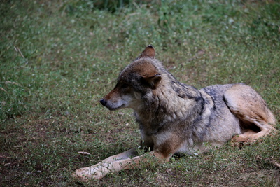 Europäischer Grauwolf-2