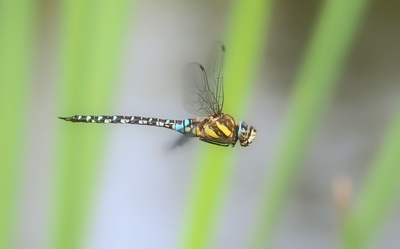 Libellenflug Libellenflug