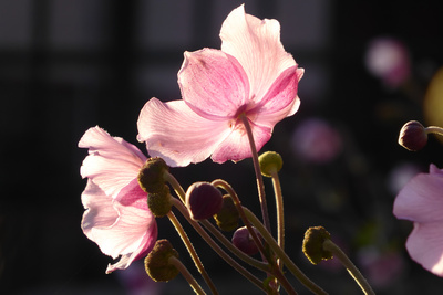 Anemone Anemone