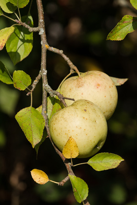 Herbstäpfel ungespritzt