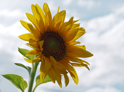 Sonnenblume Sonnenblume