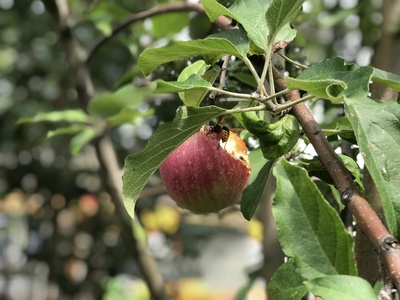 Wespe verspeist Apfel / Foto: Alexander Hauk