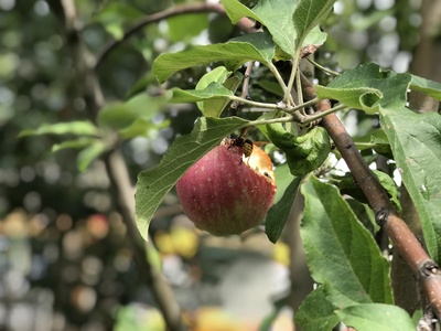 Wespe verspeist Apfel Wespe verspeist Apfel