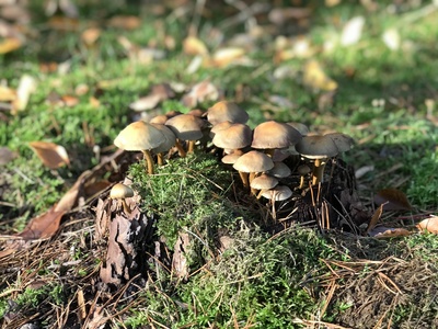 Pilze im Wald Pilze im Wald