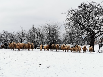 Schafe im Schnee