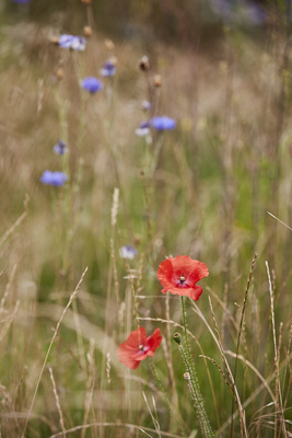 Frühlingsiwese mit Mohnblumen Frühlingsiwese mit Mohnblumen